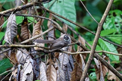 Rhipidura javanica