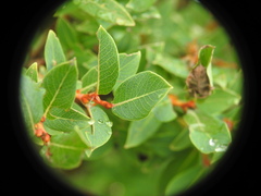 Salix caesia