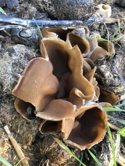 Peziza
