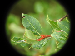 Salix caesia