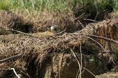 Todiramphus sanctus vagans