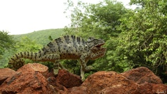 Chamaeleo zeylanicus