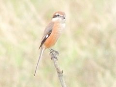 Lanius bucephalus
