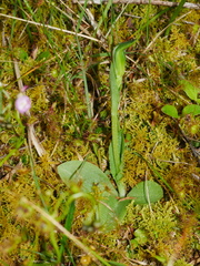 Pterostylis foliata
