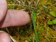 Pterostylis foliata