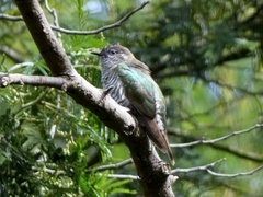 Chrysococcyx lucidus