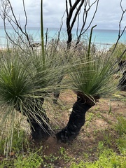 Xanthorrhoea preissii