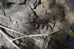 Sesarmidae