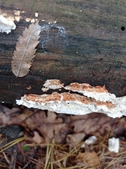 Neoantrodia serialis