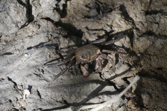 Sesarmidae
