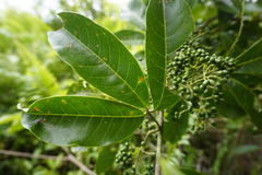 Melicope lunu-ankenda