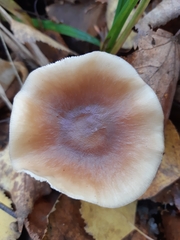 Rhodocollybia asema