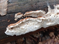 Neoantrodia serialis