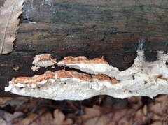 Neoantrodia serialis