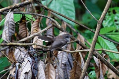 Rhipidura javanica