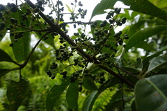 Melicope lunu-ankenda