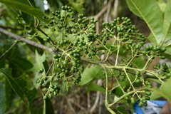 Melicope lunu-ankenda