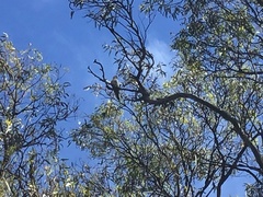 Nymphicus hollandicus