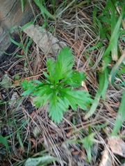 Euryops chrysanthemoides
