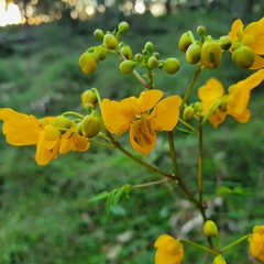 Senna sophera