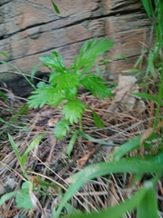 Euryops chrysanthemoides