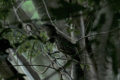 Nycticorax caledonicus