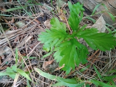 Euryops chrysanthemoides