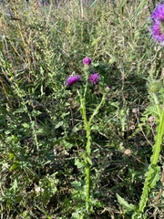 Carduus crispus