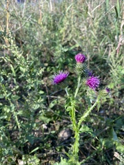 Carduus crispus