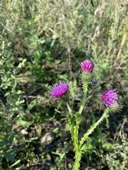 Carduus crispus