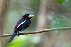 Cymbirhynchus macrorhynchos