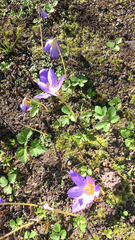 Crocus speciosus