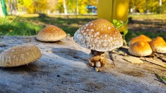 Hemipholiota