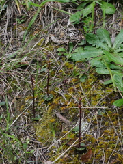 Acianthus sinclairii