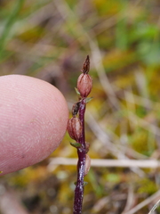 Acianthus sinclairii