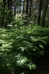 Conioselinum tataricum