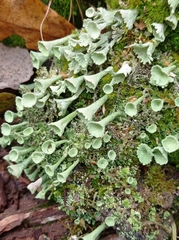 Cladonia fimbriata