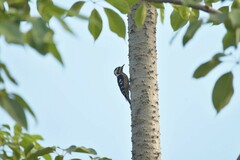 Yungipicus canicapillus