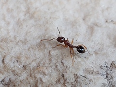 Aphaenogaster