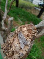 Ichneutica ustistriga