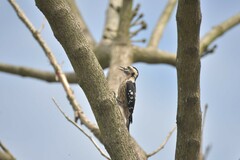 Yungipicus canicapillus