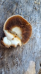 Hemipholiota
