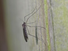 Trichoceridae