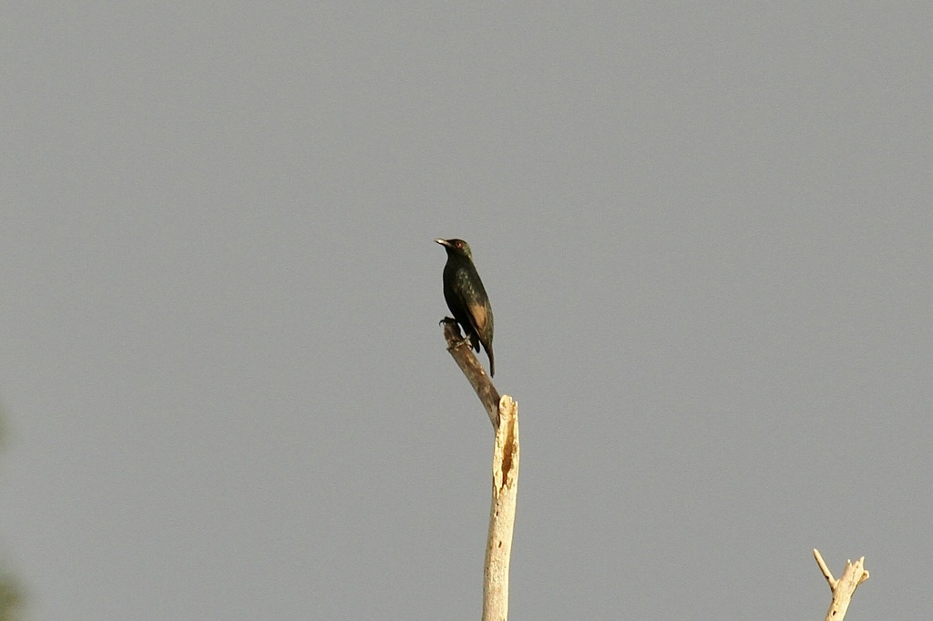 Makira Starling photo