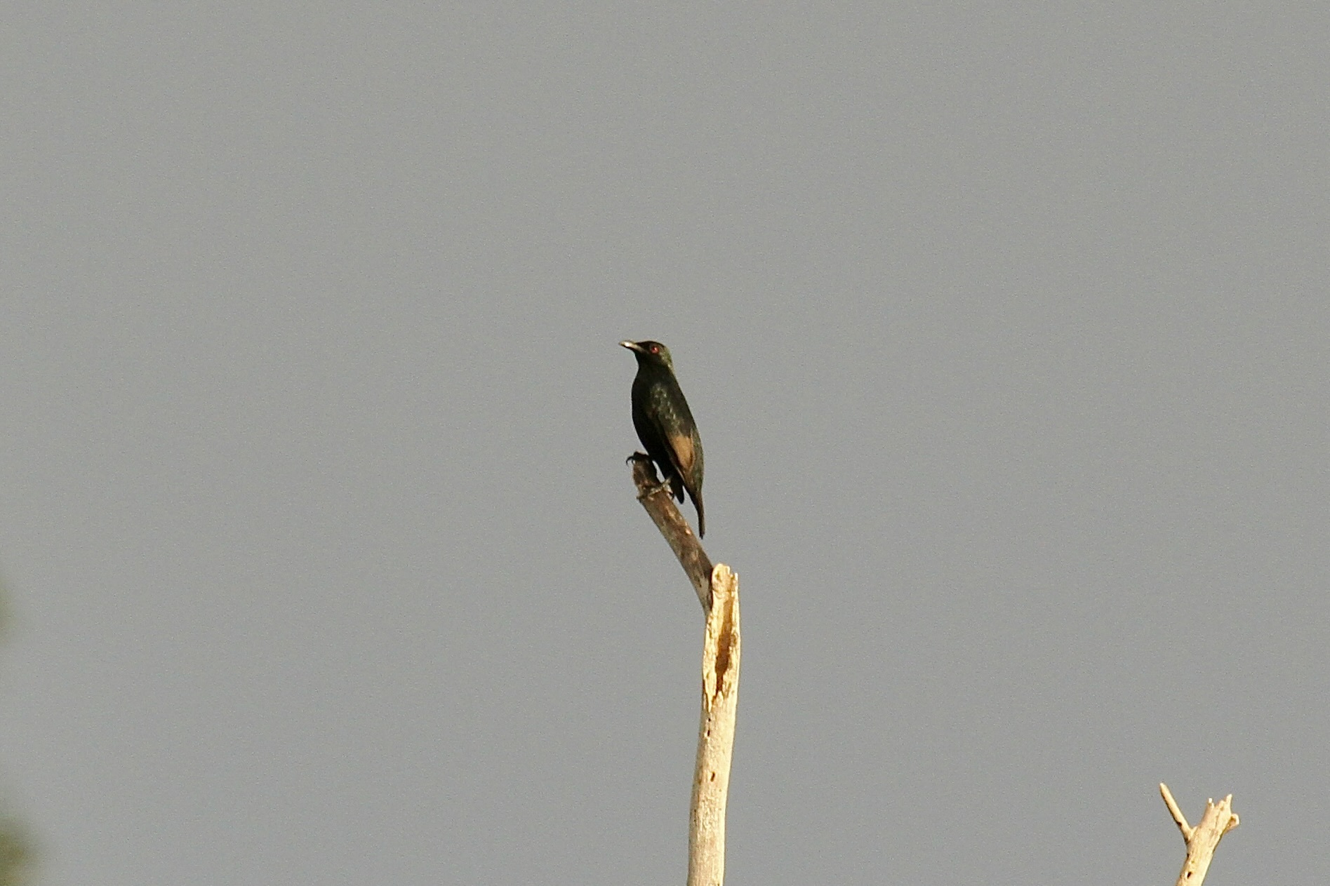 Makira Starling (Aplonis dichroa)