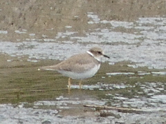 Charadrius placidus