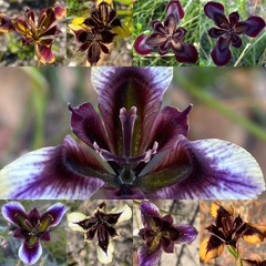 Moraea lurida