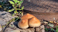 Hemipholiota