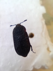 Thanatophilus rugosus