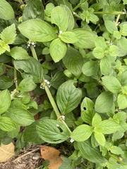 Spermacoce latifolia